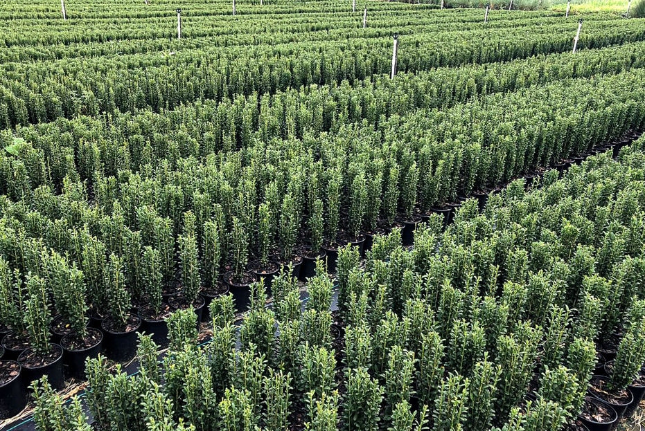 Ilex Crenata 'sky Pencil' - View 10 from www redcrocus com