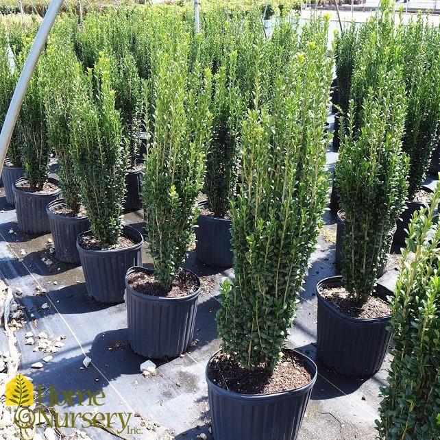 Ilex Crenata 'sky Pencil' - View 13 from www redcrocus com