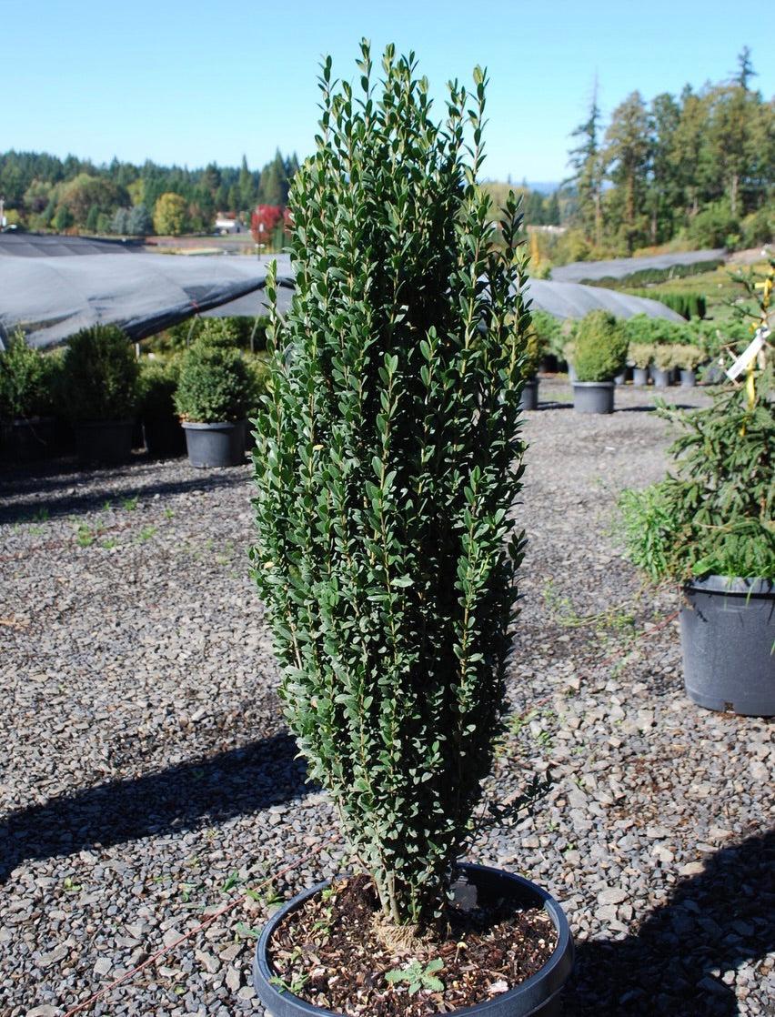 Ilex Crenata 'sky Pencil' - View 15 from www redcrocus com