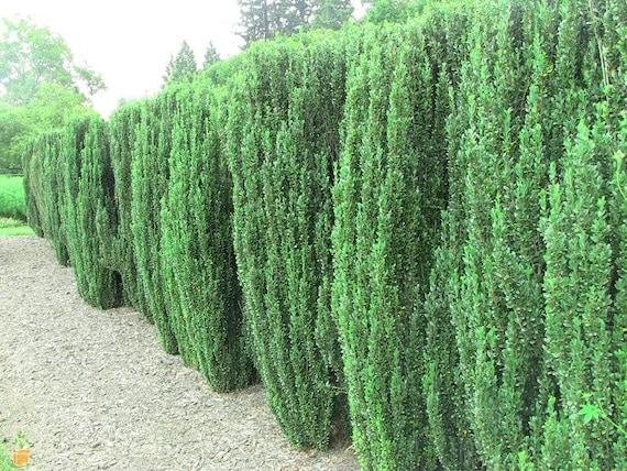 Ilex Crenata 'sky Pencil' - View 16 from www redcrocus com