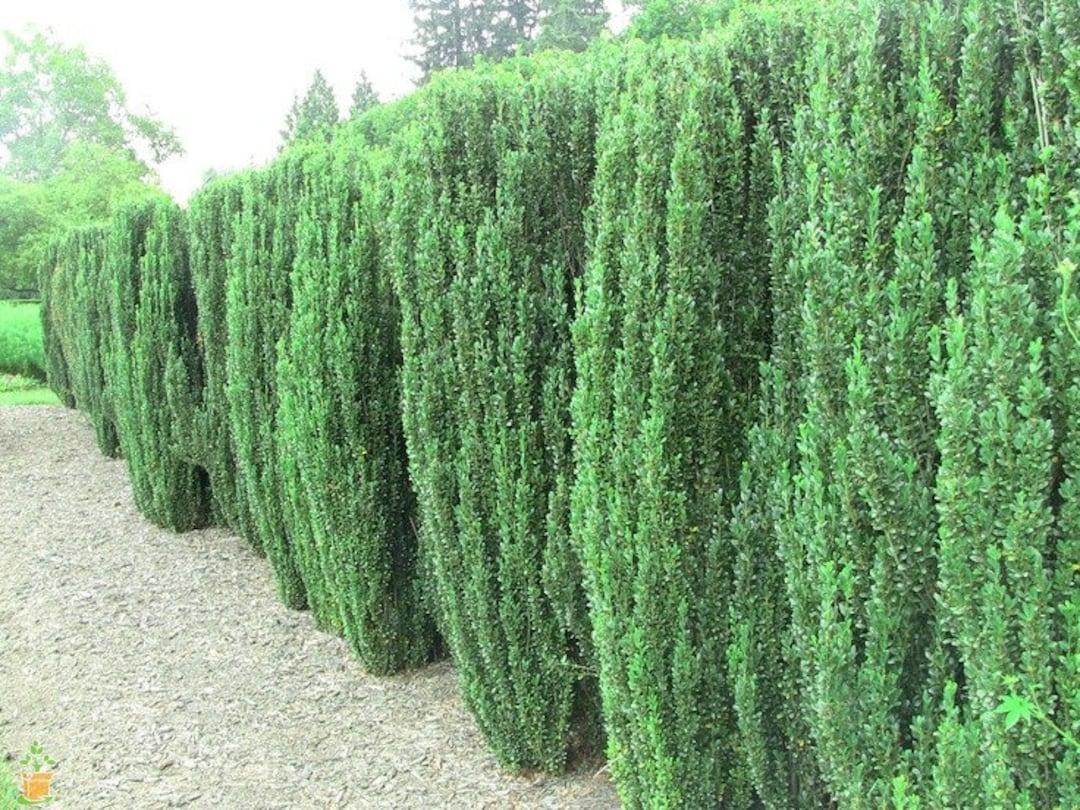 Ilex Crenata 'sky Pencil' - View 17 from www redcrocus com