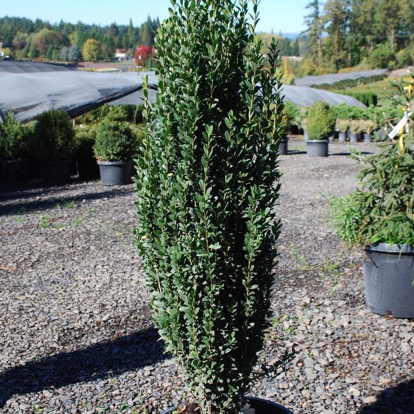 Ilex Crenata 'sky Pencil' - View 1 from www redcrocus com