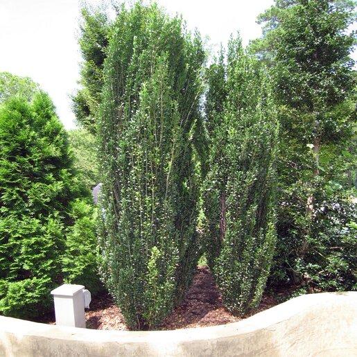 Ilex Crenata 'sky Pencil' - View 20 from www redcrocus com