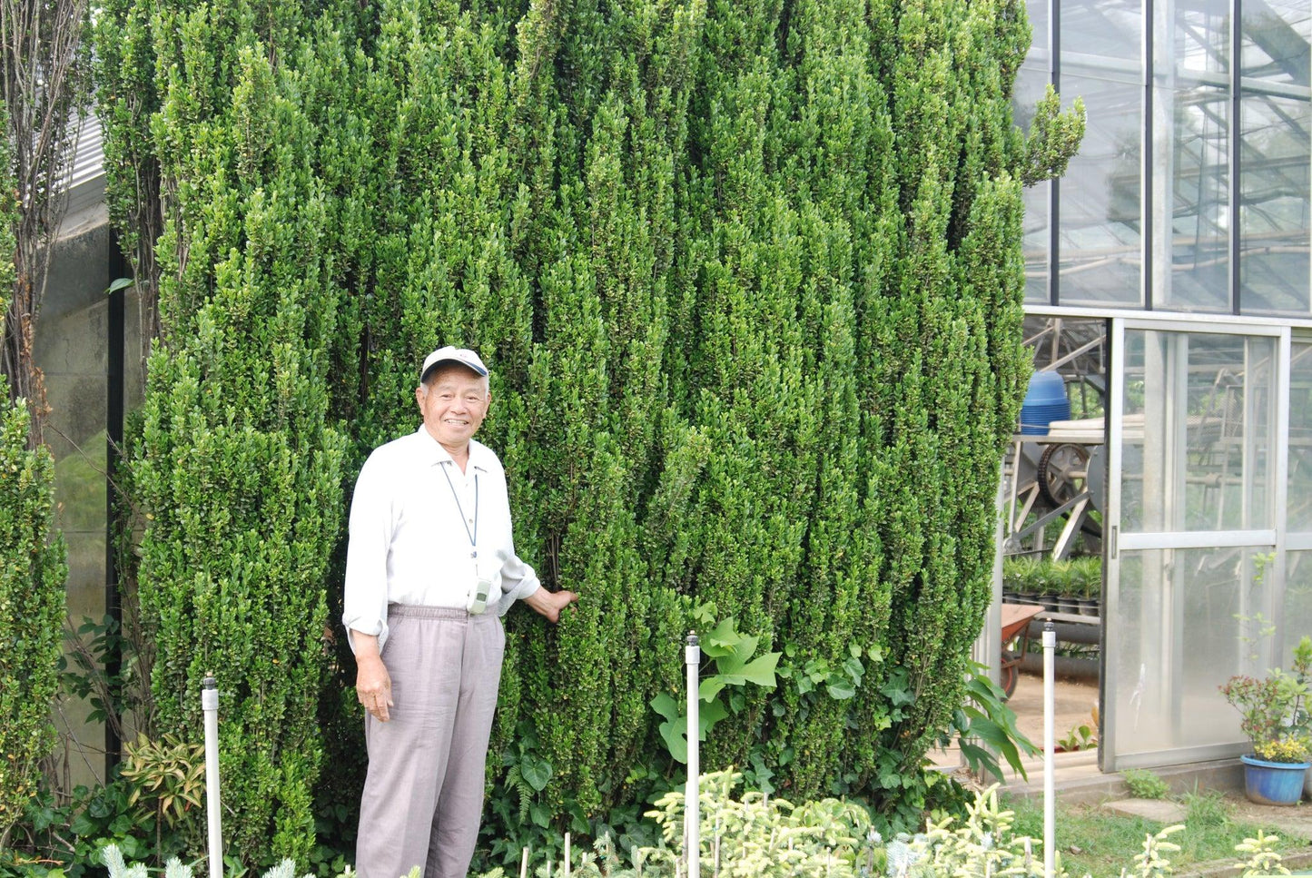 Ilex Crenata 'sky Pencil' - View 21 from www redcrocus com