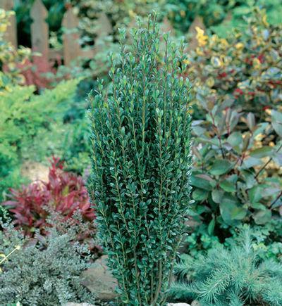 Ilex Crenata 'sky Pencil' - View 22 from www redcrocus com