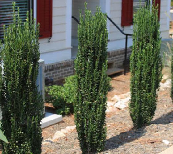 Ilex Crenata 'sky Pencil' - View 23 from www redcrocus com