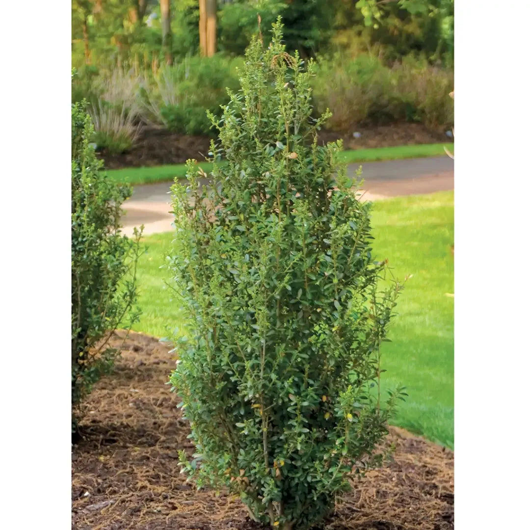 Ilex Crenata 'sky Pencil' - View 24 from www redcrocus com