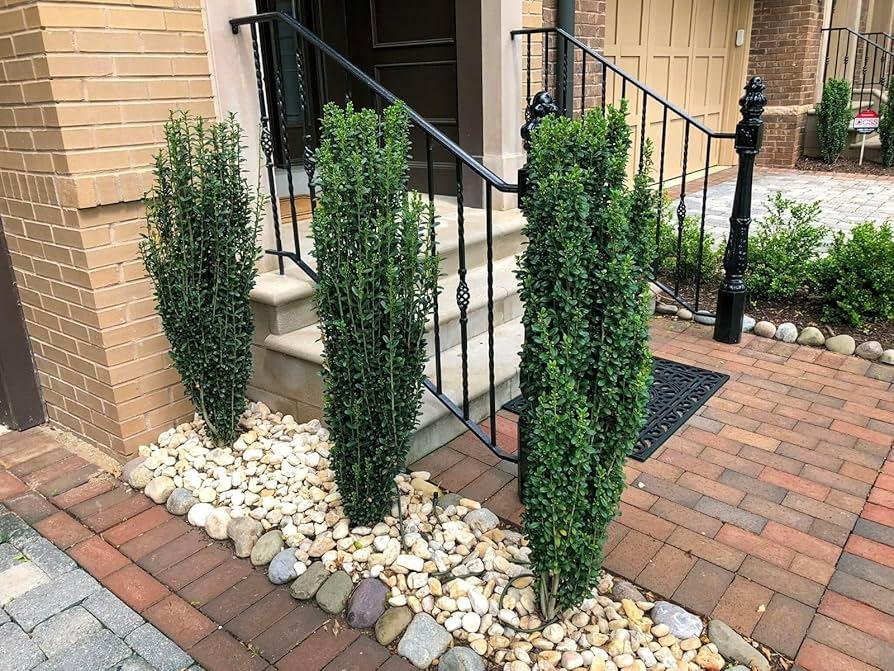 Ilex Crenata 'sky Pencil' - View 26 from www redcrocus com