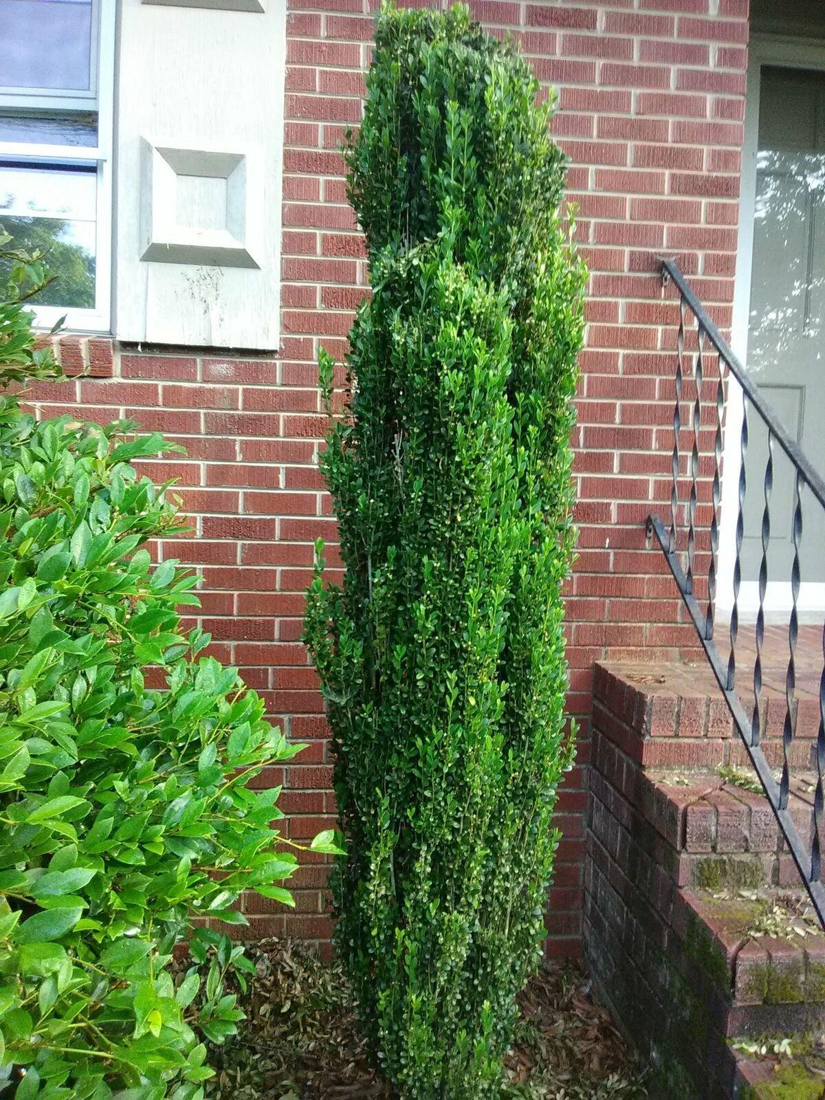 Ilex Crenata 'sky Pencil' - View 27 from www redcrocus com
