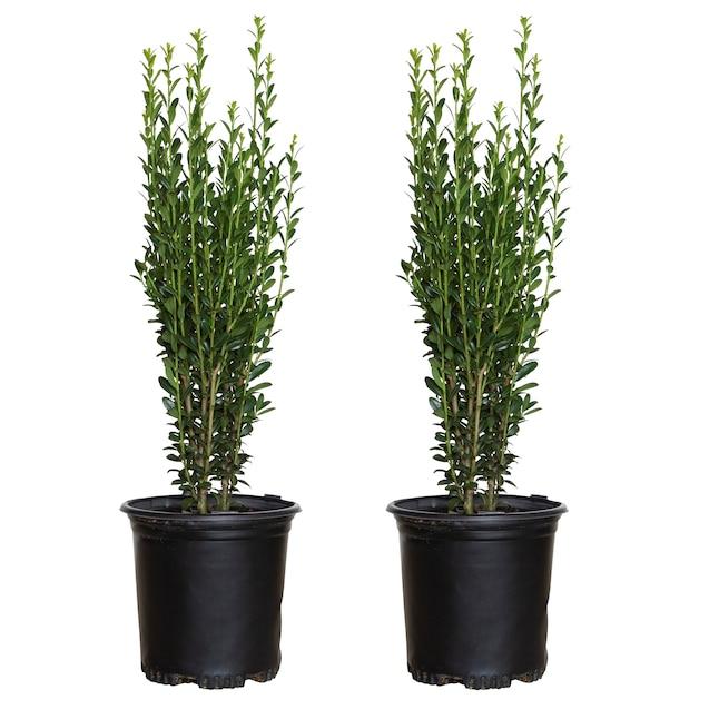 Ilex Crenata 'sky Pencil' - View 29 from www redcrocus com