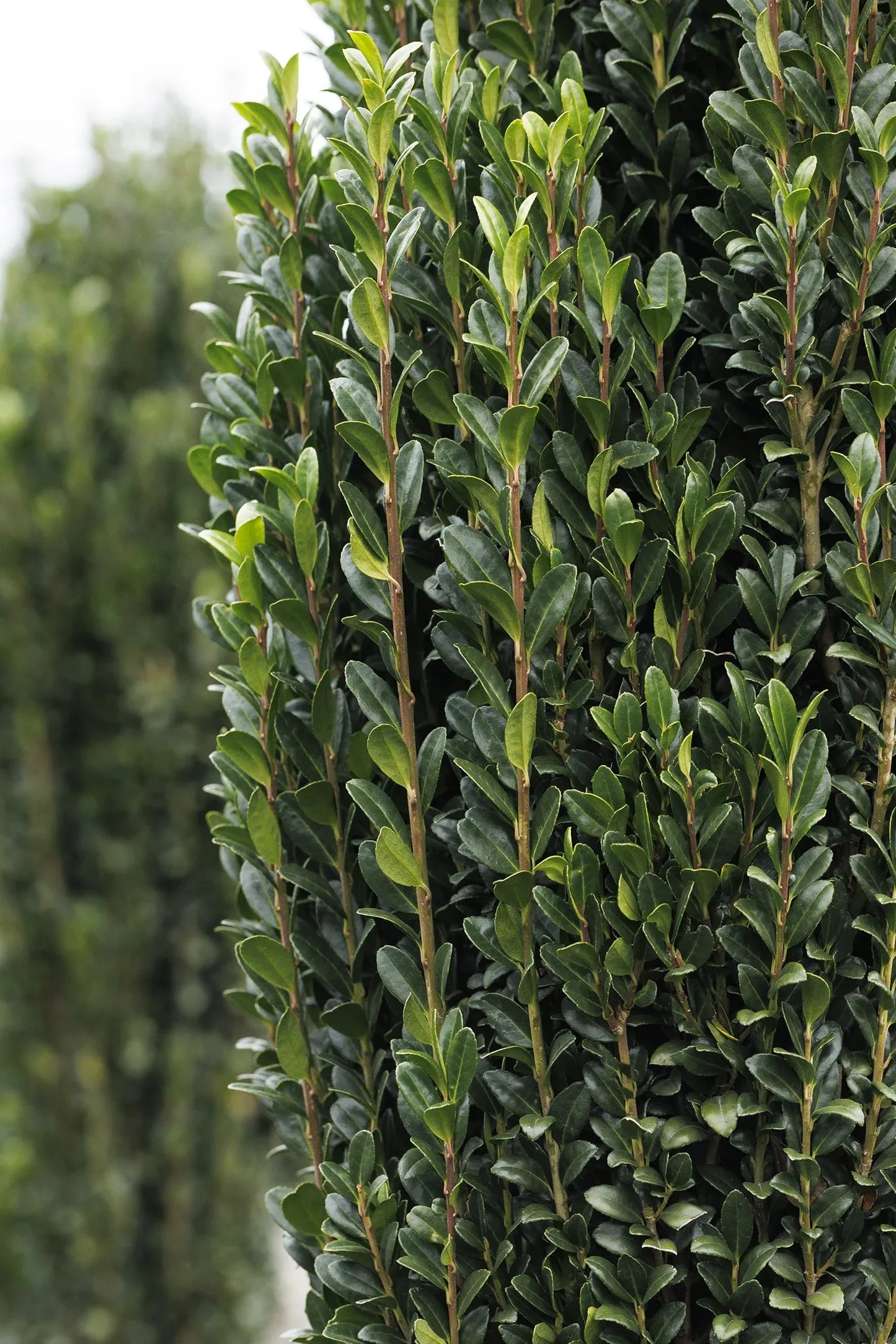 Ilex Crenata 'sky Pencil' - View 2 from www redcrocus com