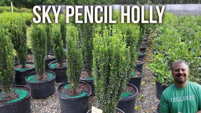 Ilex Crenata 'sky Pencil' - View 32 from www redcrocus com