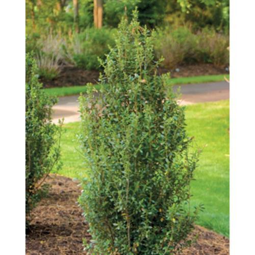 Ilex Crenata 'sky Pencil' - View 33 from www redcrocus com