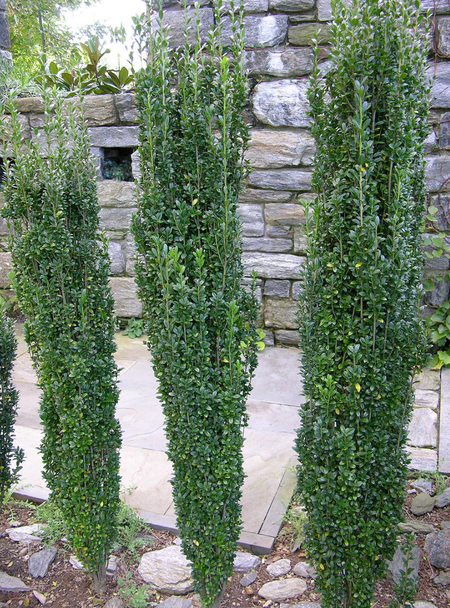 Ilex Crenata 'sky Pencil' - View 34 from www redcrocus com