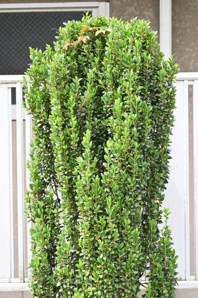 Ilex Crenata 'sky Pencil' - View 35 from www redcrocus com