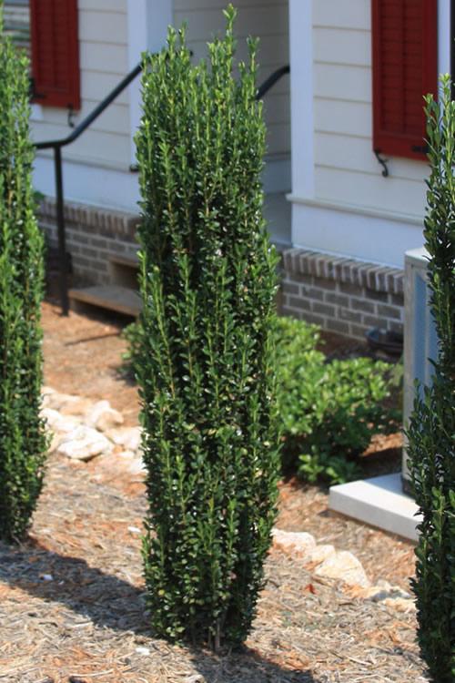 Ilex Crenata 'sky Pencil' - View 36 from www redcrocus com