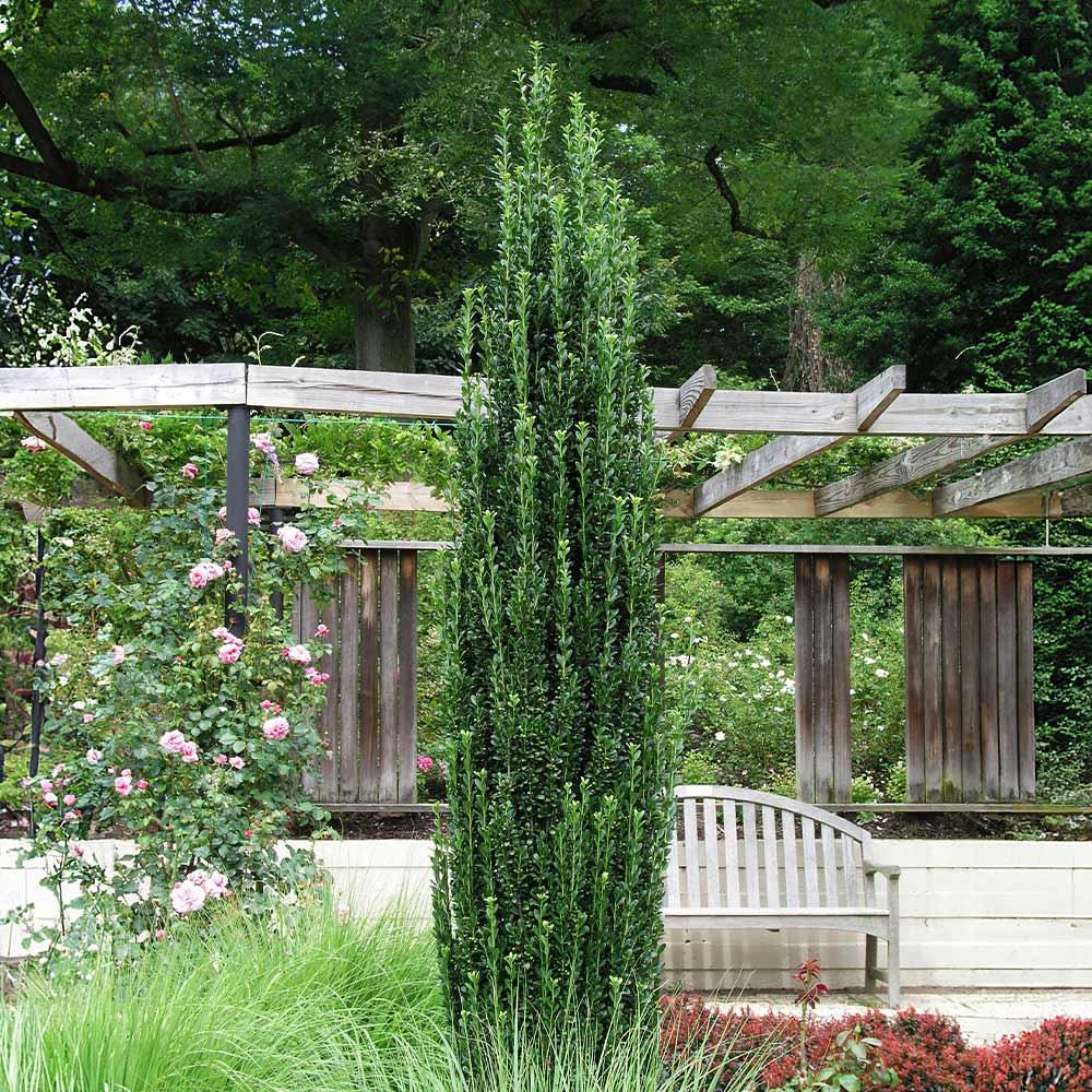 Ilex Crenata 'sky Pencil' - View 37 from www redcrocus com