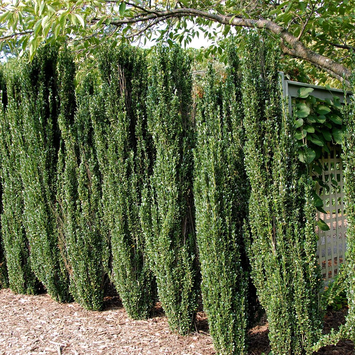 Ilex Crenata 'sky Pencil' - View 38 from www redcrocus com