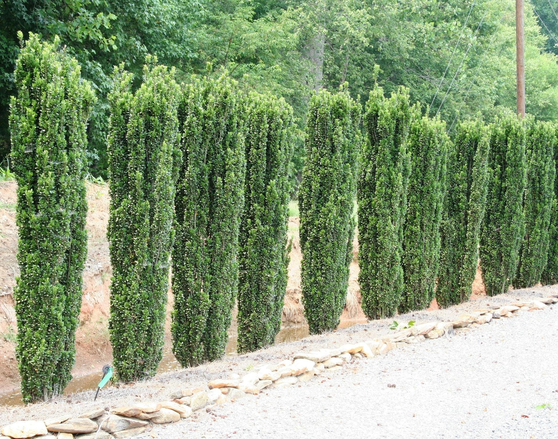 Ilex Crenata 'sky Pencil' - View 3 from www redcrocus com