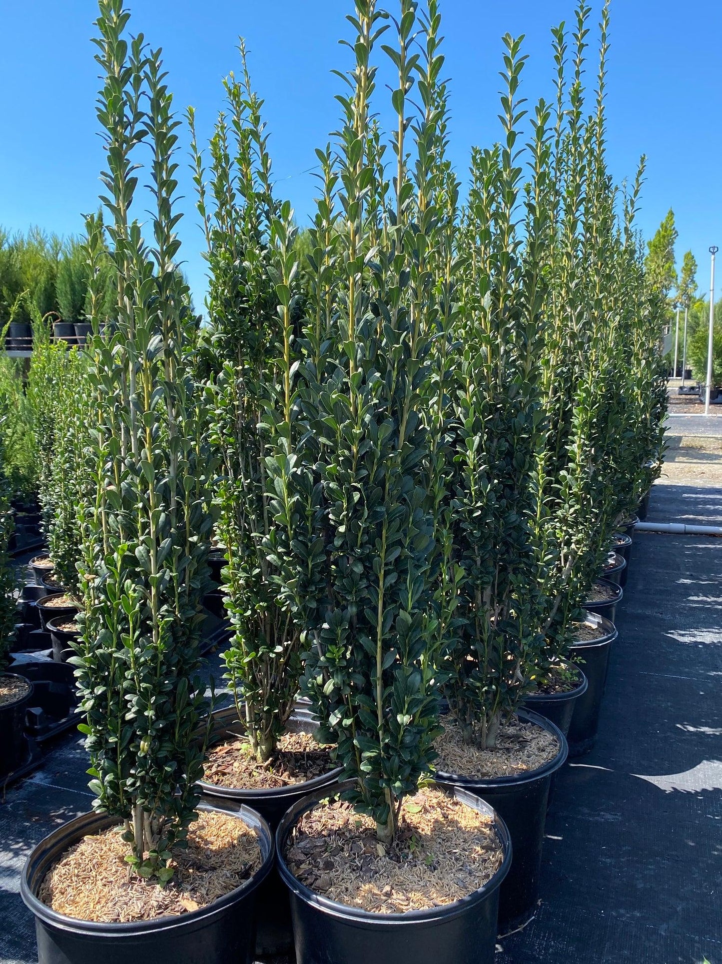 Ilex Crenata 'sky Pencil' - View 5 from www redcrocus com