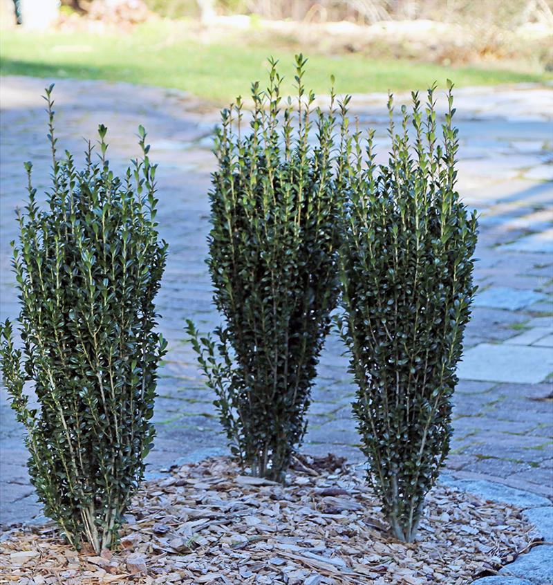 Ilex Crenata 'sky Pencil' - View 7 from www redcrocus com