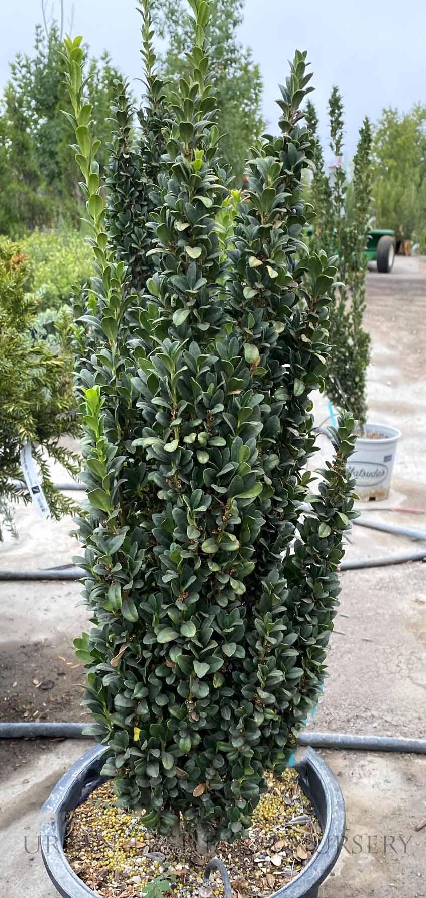 Ilex Crenata 'sky Pencil' - View 9 from www redcrocus com