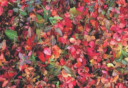 Euonymus Fortunei Coloratus - View 11 from www redcrocus com