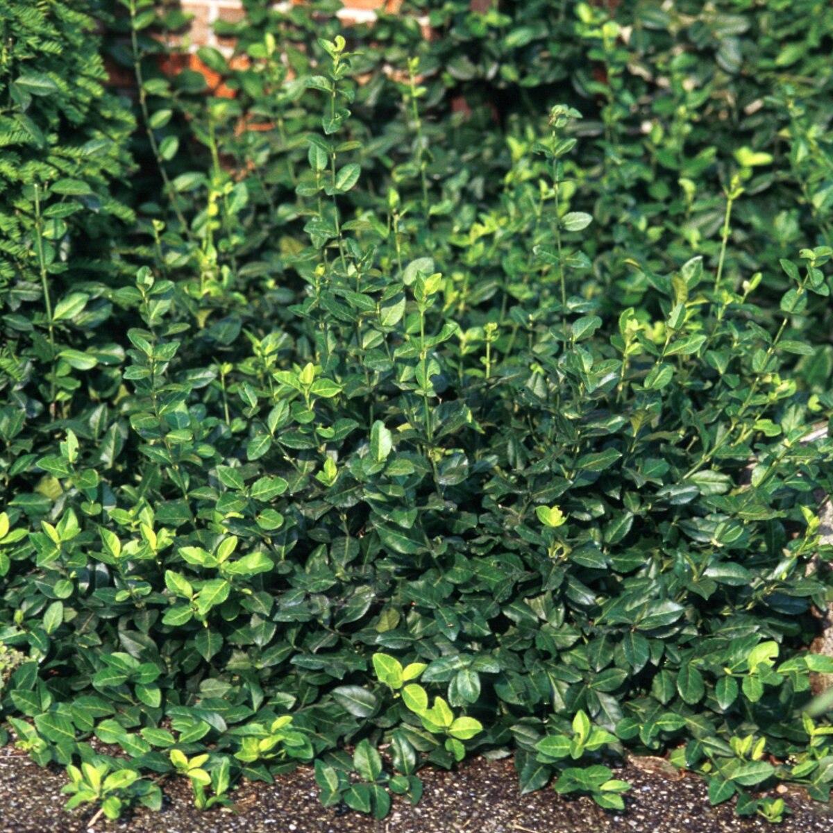 Euonymus Fortunei Coloratus - View 14 from www redcrocus com