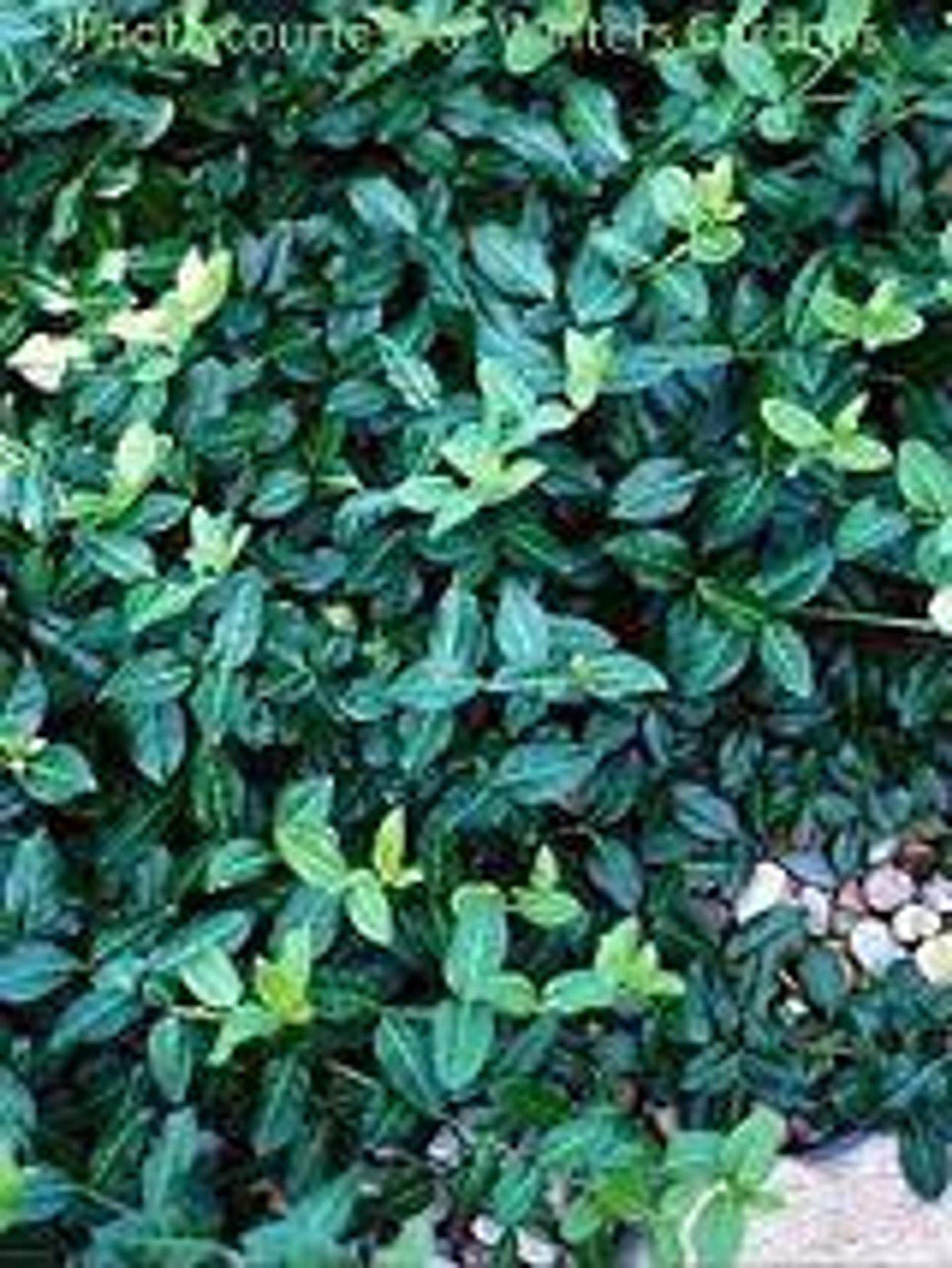 Euonymus Fortunei Coloratus - View 18 from www redcrocus com