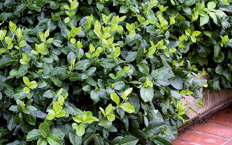 Euonymus Fortunei Coloratus - View 6 from www redcrocus com