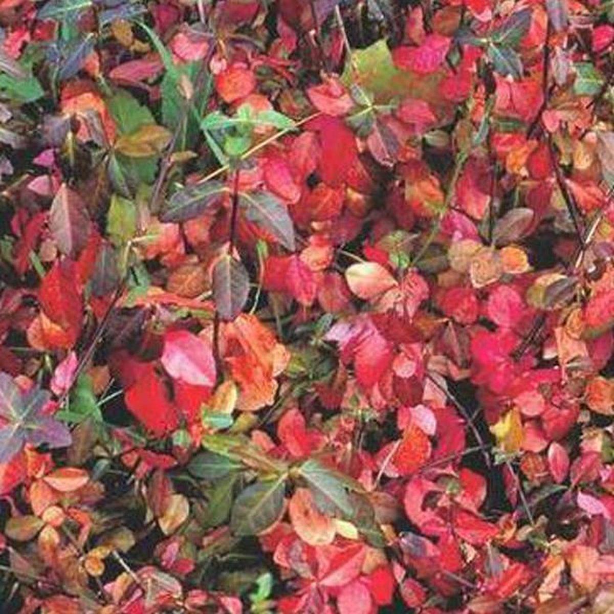 Euonymus Fortunei Coloratus - View 8 from www redcrocus com