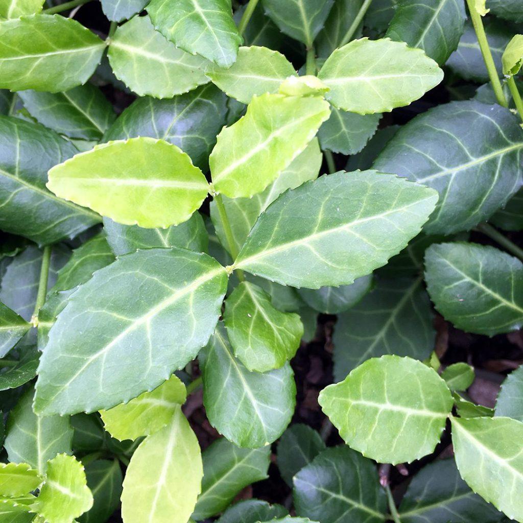 Euonymus Fortunei Coloratus - View 9 from www redcrocus com