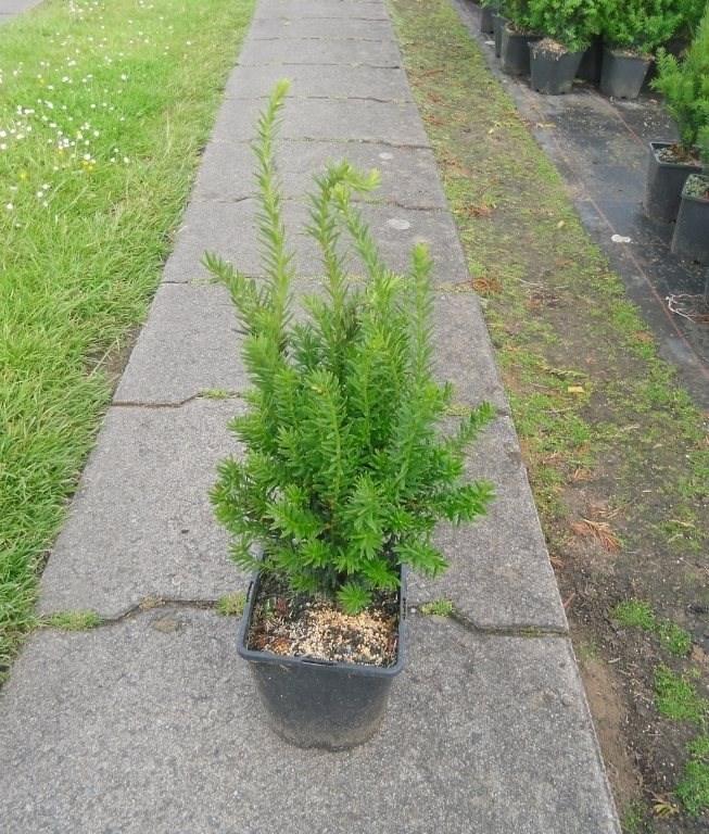 Taxus Media Hillii - View 10 from www redcrocus com