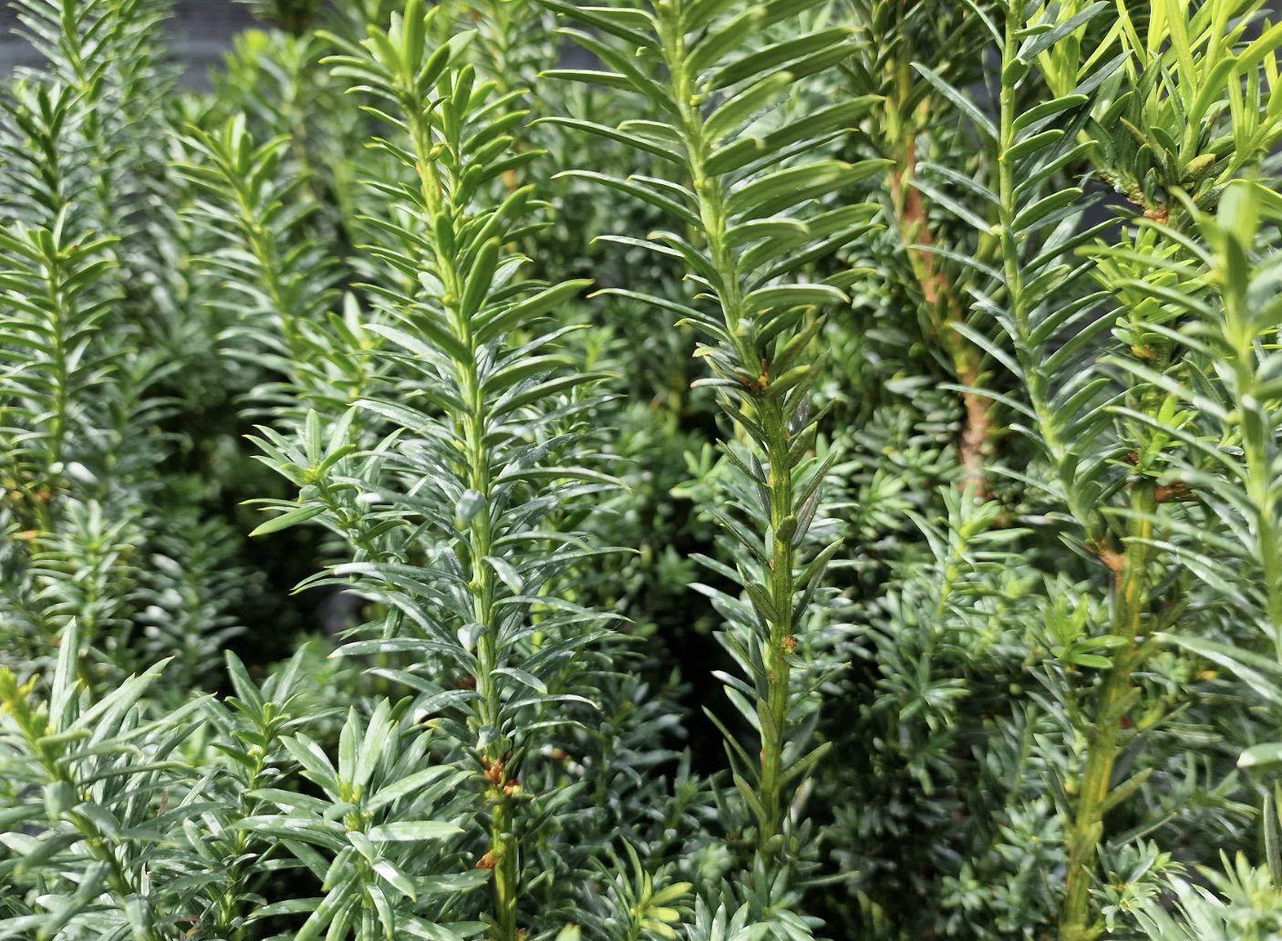 Taxus Media Hillii - View 11 from www redcrocus com