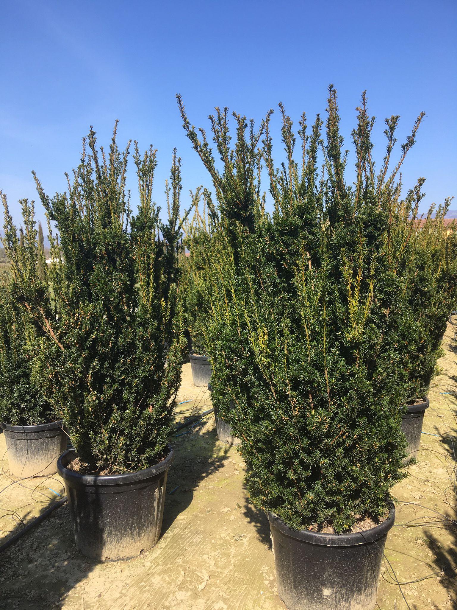 Taxus Media Hillii - View 12 from www redcrocus com