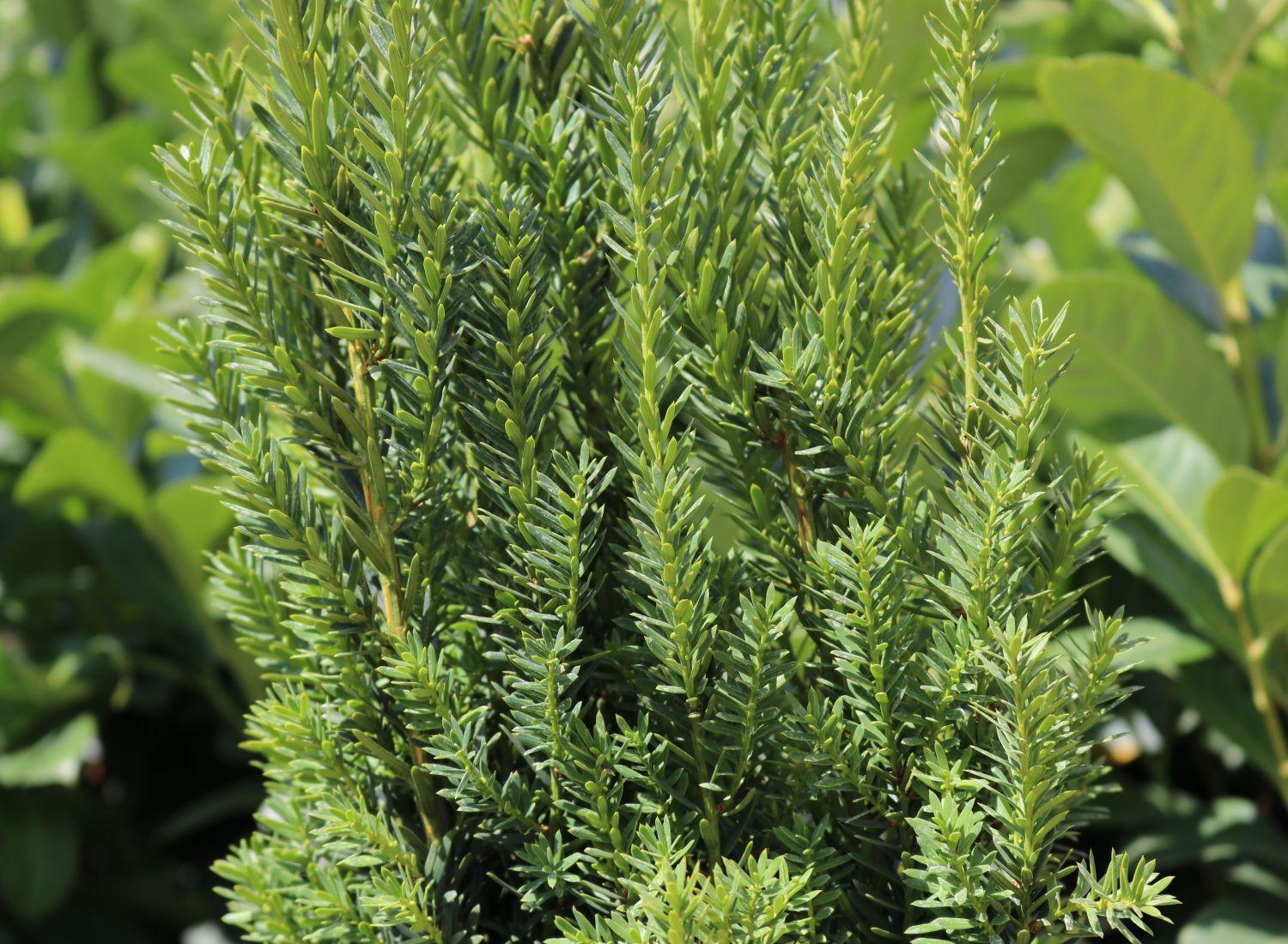 Taxus Media Hillii - View 14 from www redcrocus com
