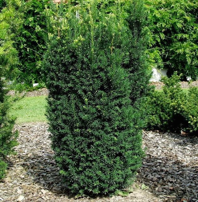 Taxus Media Hillii - View 17 from www redcrocus com