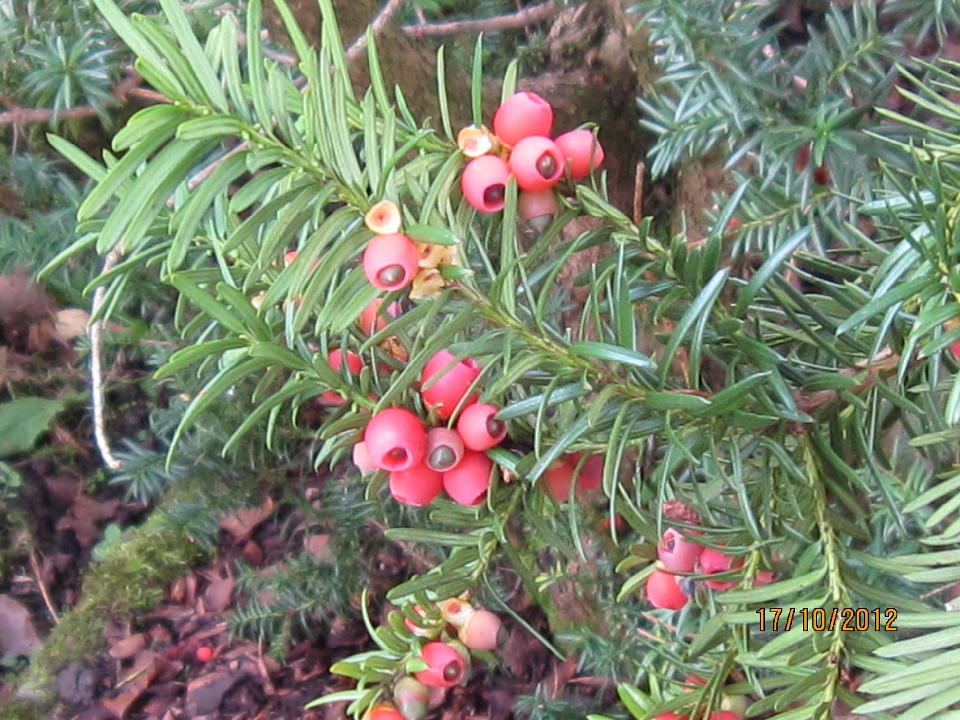 Taxus Media Hillii - View 18 from www redcrocus com