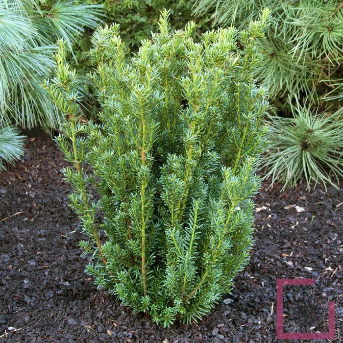 Taxus Media Hillii - View 19 from www redcrocus com
