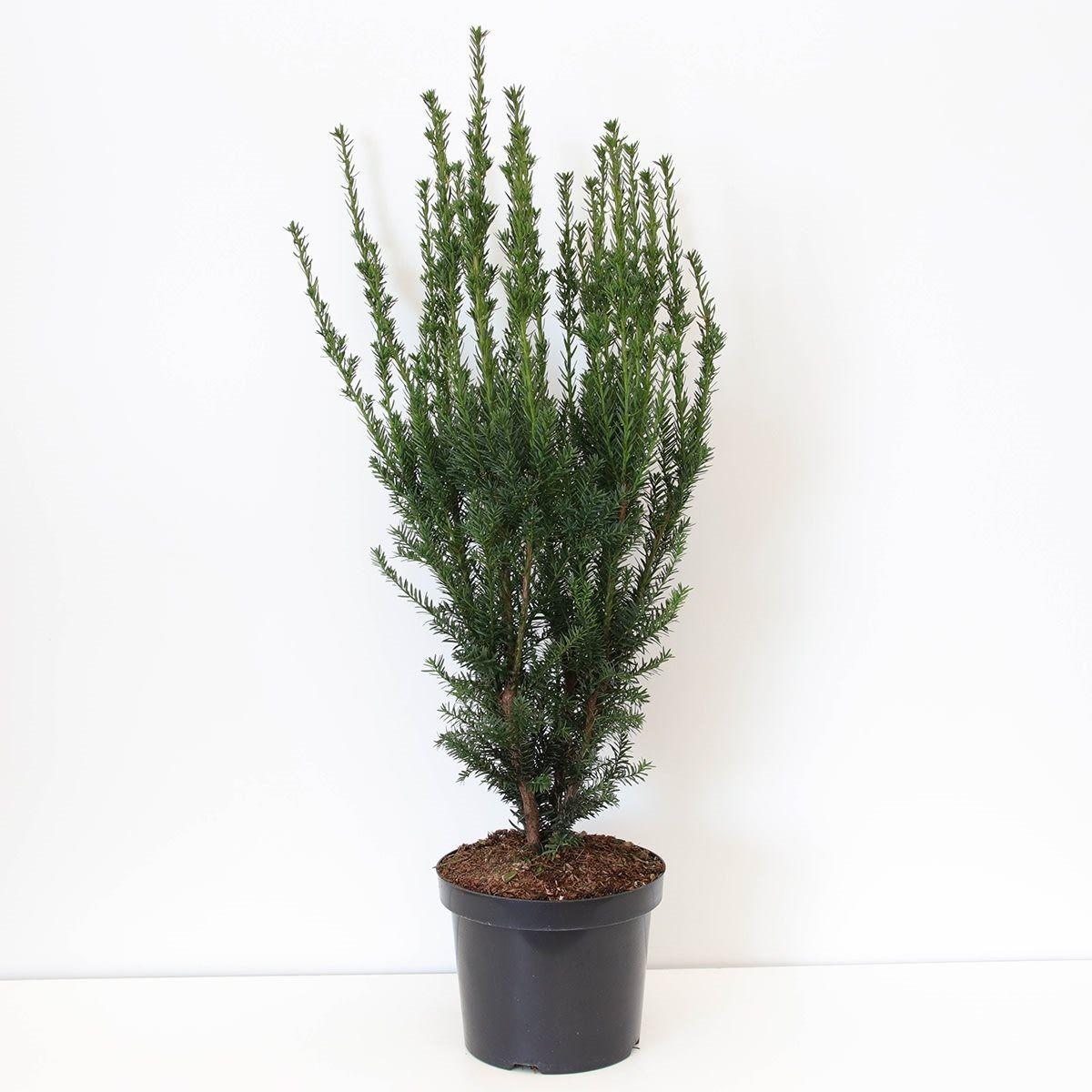 Taxus Media Hillii - View 19 from www redcrocus com