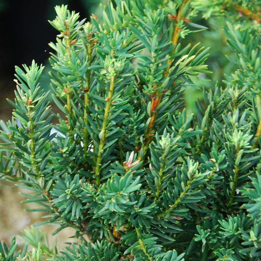 Taxus Media Hillii - View 1 from www redcrocus com