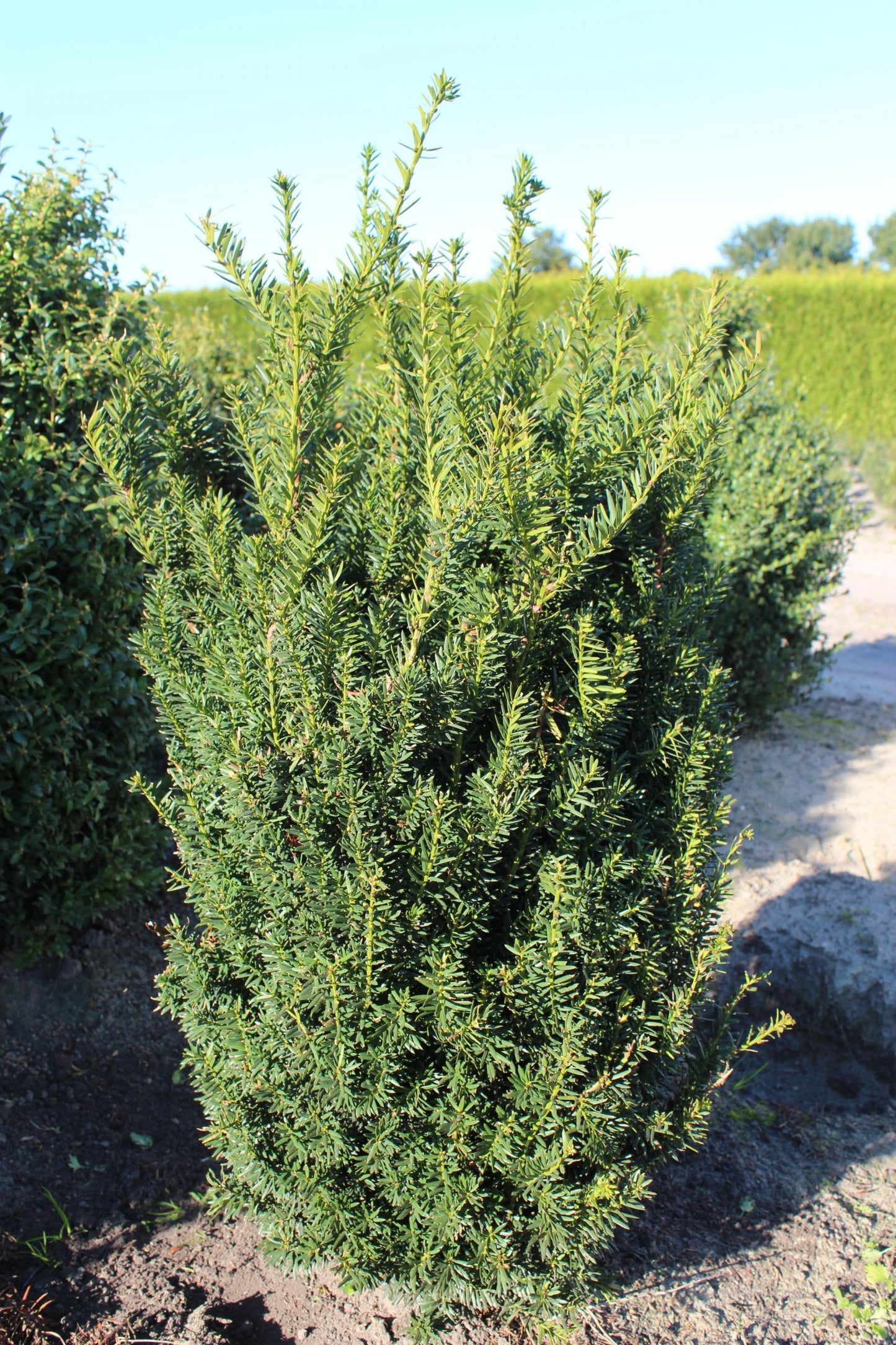 Taxus Media Hillii - View 2 from www redcrocus com