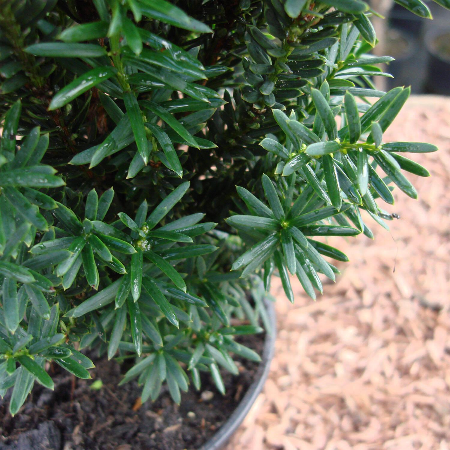 Taxus Media Hillii - View 3 from www redcrocus com
