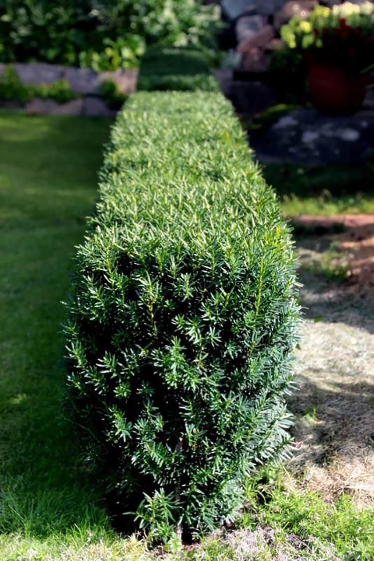 Taxus Media Hillii - View 4 from www redcrocus com