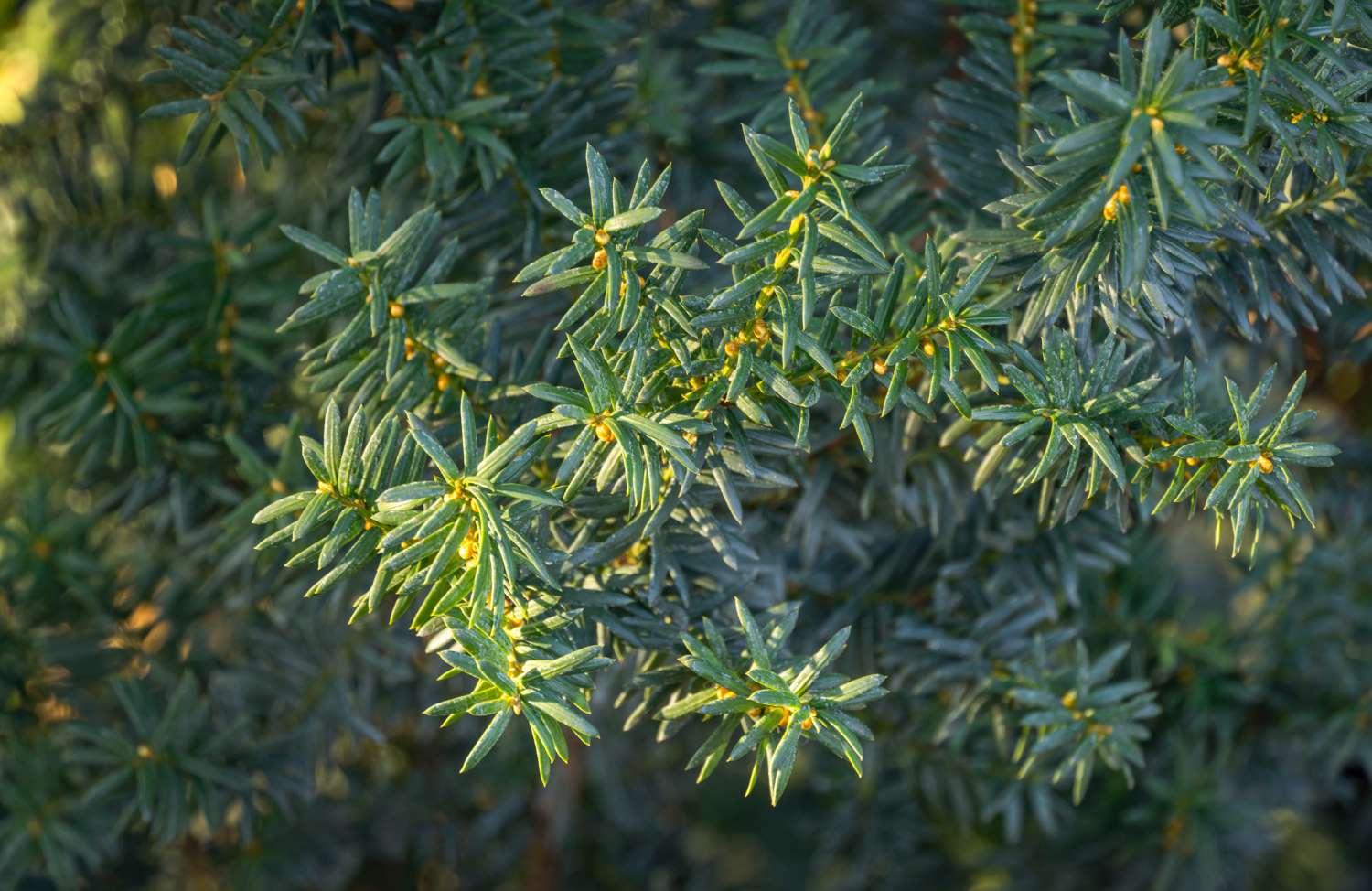 Taxus Media Hillii - View 5 from www redcrocus com