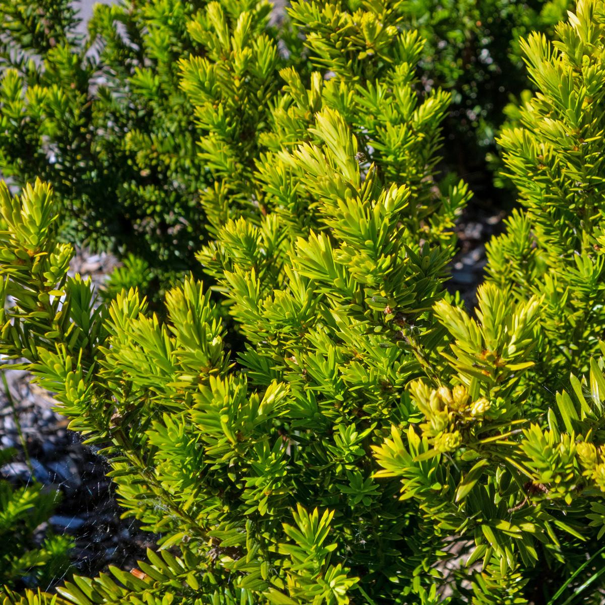 Taxus Media Hillii - View 7 from www redcrocus com