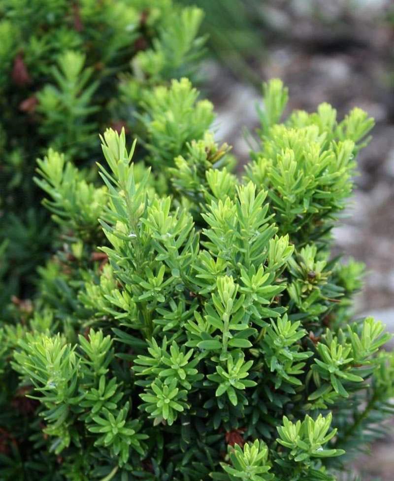 Taxus Media Hillii - View 8 from www redcrocus com