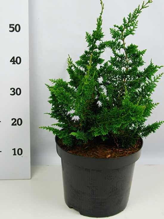 Chamaecyparis Obtusa Teddy Bear - View 6 from www redcrocus com