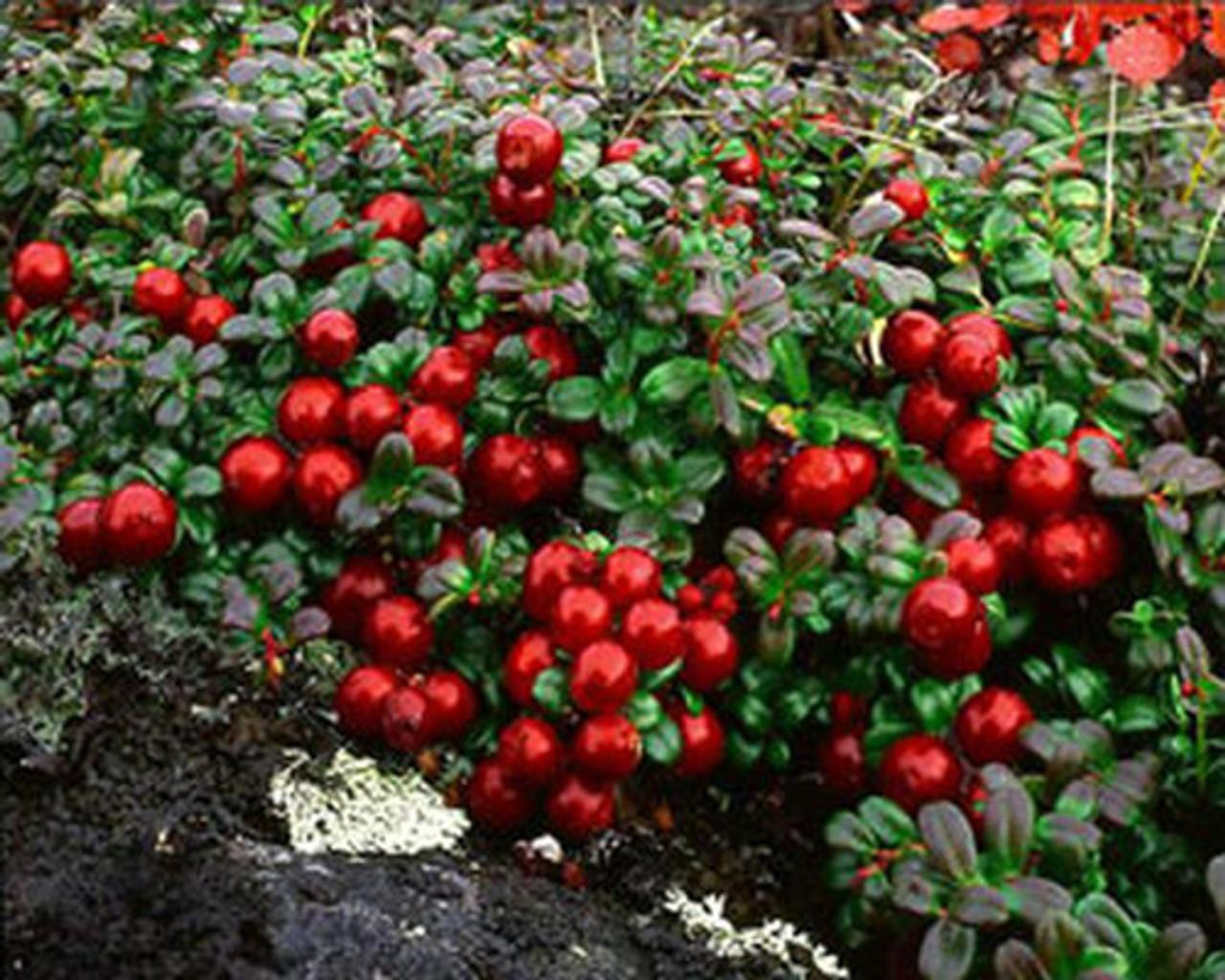 Vaccinium Vitis Idaea Red Candy Lingonberry - View 11 from www redcrocus com