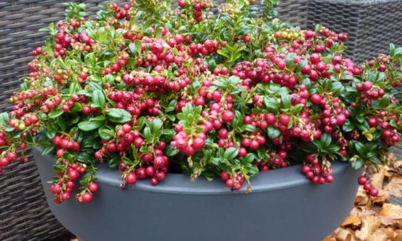 Vaccinium Vitis Idaea Red Candy Lingonberry - View 2 from www redcrocus com
